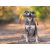 Useful Things For Your Dog