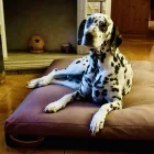 Premium dog bed Soft Magic Pink XL (120x80cm)