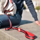 Dashi Stripes Red&Black póráz L (2,5cmx120cm)