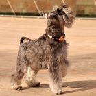 Dashi Stripes Orange&Black Collar S (28-42cm)