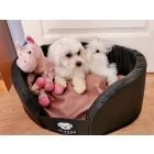 NRDOGS Peremes Kutyafekhely Soft Magic Pink L 80x63 cm