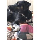 HUZAT Basic Kutyafekhelyre Abba Nature