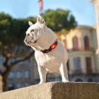 Dashi Stripes Red&Black Collar L (46-72cm)