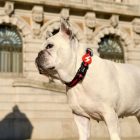 Dashi Stripes Red&Black Collar L (46-72cm)