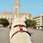 Dashi Stripes Red&Black H-hám L(2,5cmx62-107cmx40-67cm)