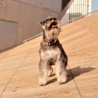 Dashi Stripes Orange&Black Collar