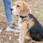 Dashi Noel Collar  L (46-72cm)