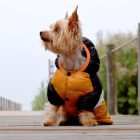 Dashi Stripes Orange&Black Dog Coat 4XL (56 cm back length)