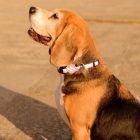 Dashi Stripes Pink&Black Collar