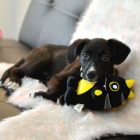 Dashi plush dog toy with sound - Nero