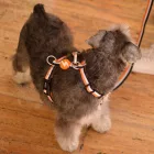 Dashi Stripes Orange&Black H-harness L(2,5cmx62-107cmx40-67cm)