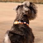 Dashi Stripes Orange&Black Collar L (46-72cm)