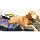 NRDOGS Basic Kutyafekhely Brill L 90x56 cm