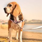 Dashi Stripes Pink&Black póráz L (2,5cmx120cm)