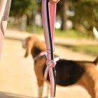 Dashi Stripes Pink&Black póráz L (2,5cmx120cm)