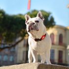 Dashi Stripes Red&Black Collar