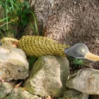 Delilah the duck - eco dog toy