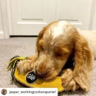 Barry The Banana - Dog toy