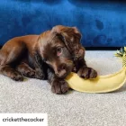 Barry The Banana - Dog toy