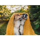 NRDOGS Kutyatakaró Rozsda M(100x150cm)