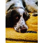 NRDOGS Kutyatakaró Rozsda M(100x150cm)