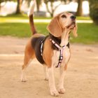 Dashi Stripes Pink&Black H-hám L(2,5cmx62-107cmx40-67cm)