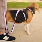 Dashi Stripes Pink&Black H-hám L(2,5cmx62-107cmx40-67cm)