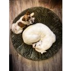 NRDOGS Zuma Kutyafekhely Zöld L 100 cm