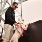 Dashi Stripes Red&Blue póráz L (2,5cmx120cm)