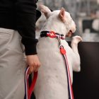 Dashi Stripes Red&Blue póráz L (2,5cmx120cm)