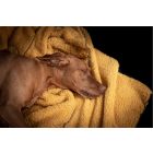 NRDOGS Kutyatakaró Okker