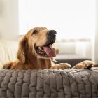 Vízálló Kanapévédő/Szőnyeg Sötétszürke (63x120cm)