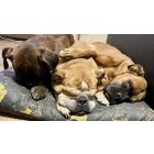 HUZAT Basic Kutyafekhelyre Fun Mush