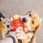 Dashi plush dog toy with sound - Benzi