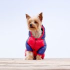 Dashi Stripes Red&Blue kutyakabát  XL (40cm háthossz)