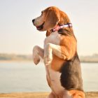 Dashi Stripes Pink&Black Collar S (28-42cm)