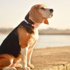 Dashi Stripes Pink&Black Collar S (28-42cm)