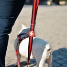 Dashi Stripes Red&Black póráz