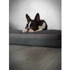 Premium dog bed Soft Magic  Grey XL (120x80cm)