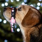 Dashi Stripes Pink&Black Collar M (35-54cm)