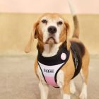 Dashi Stripes Pink&Black Kétoldalas hám L (57-77cmx42cm)