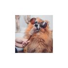 Fürree fagyipor kutyáknak kollagénnel - BANÁN