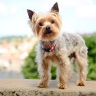 Dashi Stripes Green&Red Collar