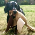 Desmond The Duck - Dog game