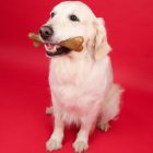 Dashi Fruit And Bone Toy - Strawberry