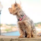 Dashi Stripes Green&Red Collar M (35-54cm)