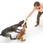 West Paw Skamp Apport Toy