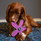 Stanley The Starfish - Dog toy