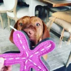 Stanley The Starfish - Dog toy