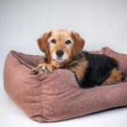 HUZAT Lux Kutyafekhelyre Arte Girls